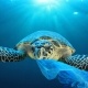 Turtle eating plastic